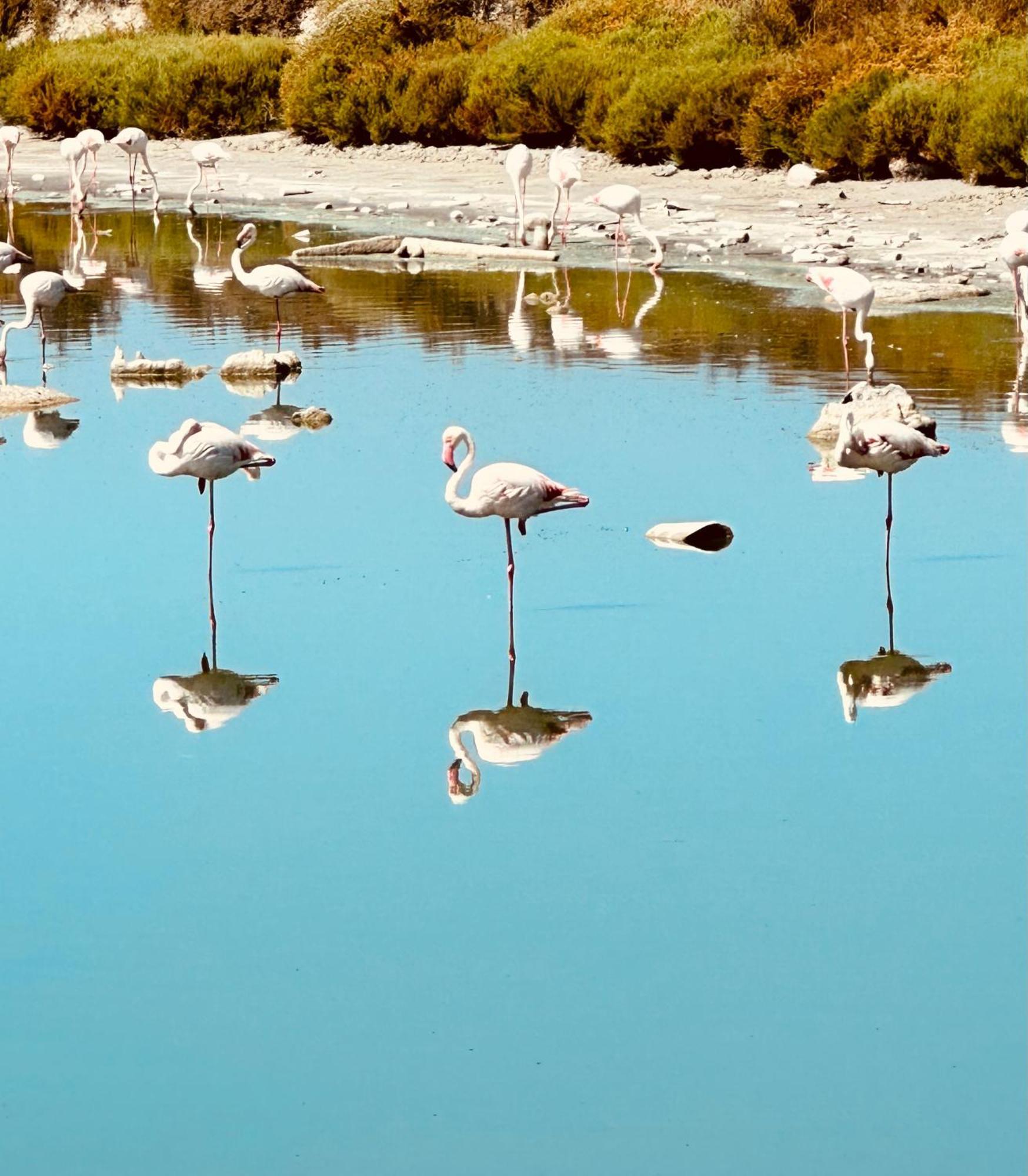 Appartement Climatise Avec Chambre Et Parking Privatif Locations Vld Camargue سانت ماري دو لا مير المظهر الخارجي الصورة